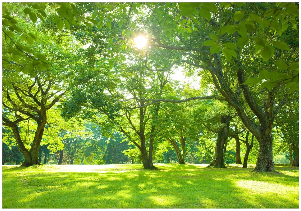 Fototapeta Las Drzewa Ogród Natura Zielony 250x175 cm Tapeta Do Sypialni Salonu Kuchni Na Flizelinie