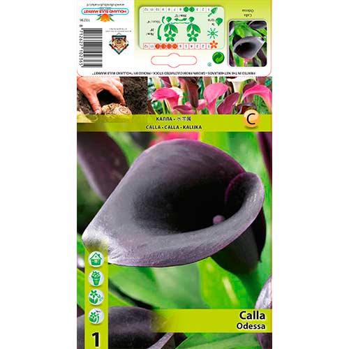 1 szt, Calla (Cantedeskia) Odessa - Byliny: Ilość w opakowaniu: 1 szt.