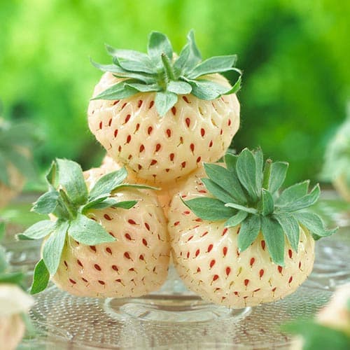 1 sadz, Truskawka Pineberry - Sadzonki: Ilość w opakowaniu: 1 sadz