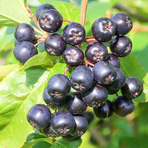 1 sadz, Aronia Galicjanka - Sadzonki: Ilość w opakowaniu: 1 sadz