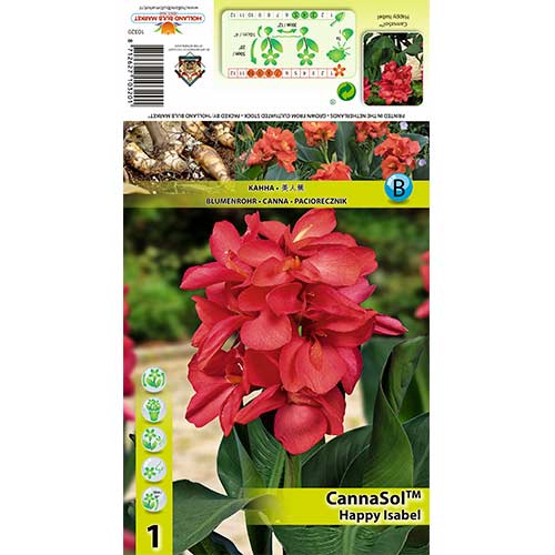 1 szt., Paciorecznik (Canna) Happy Isabel - Byliny: Ilość w opakowaniu: 1 szt.