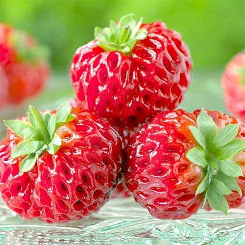 1+1 buc, Căpșuni Framberry - Răsaduri: Mod de ambalare: 1+1 buc
