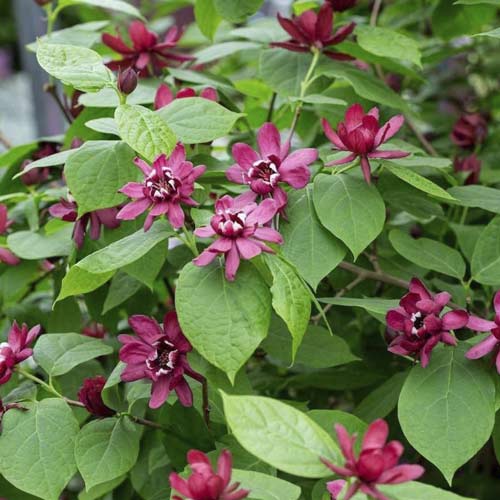 1 buc, Calycanthus Aphrodite PBR, C3 - Puieți: Mod de ambalare: 1 buc