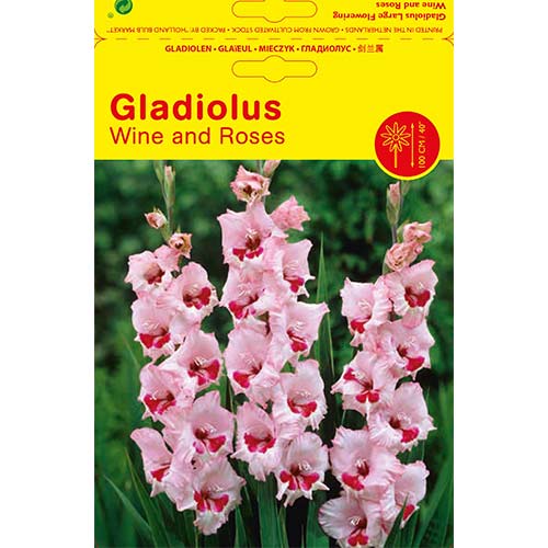 5 buc, Gladiole Wine and Roses - Bulbi: Mod de ambalare: 5 buc