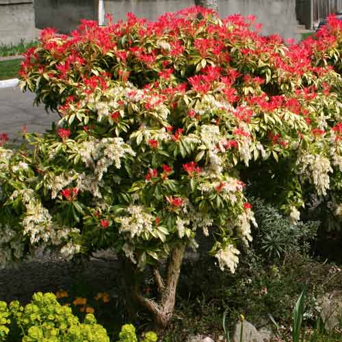 2 buc, Pieris Variegata - : Mod de ambalare: 2 buc