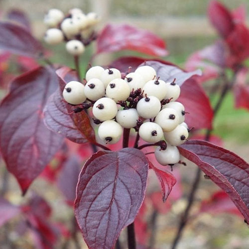 1 buc, Cornus alba Kesselringii - Răsaduri: Mod de ambalare: 1 buc