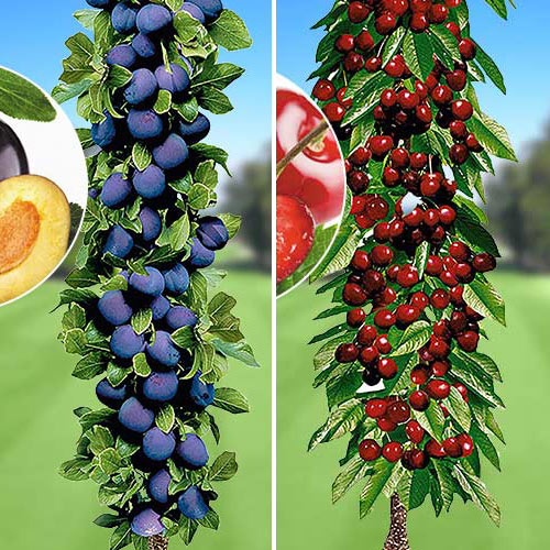 2 buc, Ofertă specială! Pomi columnari Deliciul fructelor, set de 2 soiuri - Puieți: Mod de ambalare: 2 buc