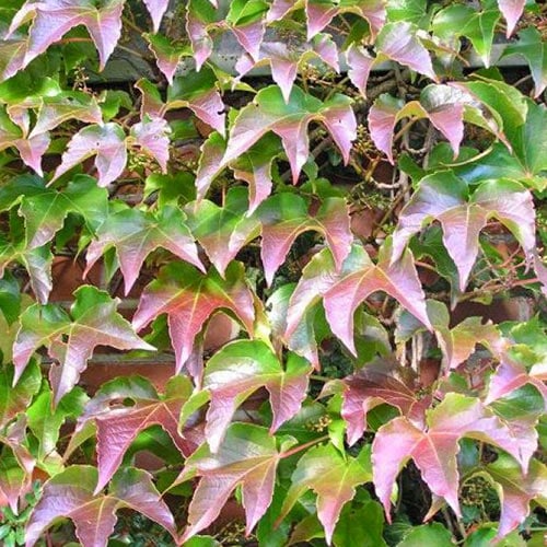 1 buc, Parthenocissus tricuspidata Veitchii, С2 - Răsaduri: Mod de ambalare: 1 buc