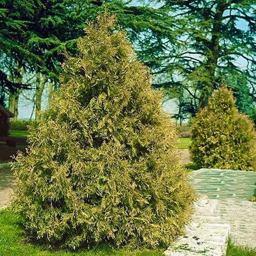 1 buc, Tuia gigant Zebrina - Puieți: Mod de ambalare: 1 buc