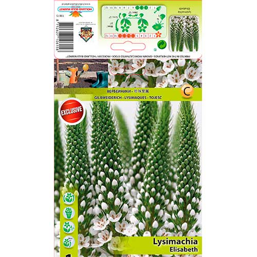1 buc, Lysemachia Elisabeth - Bulbi: Mod de ambalare: 1 buc
