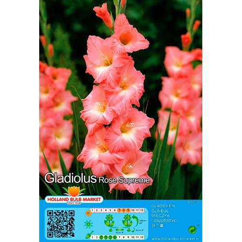 2 buc, Gladiole Rose Supreme - Bulbi: Mod de ambalare: 2 buc