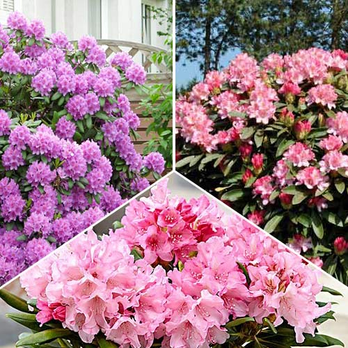 Super ofertă! Rhododendroni Trio, set de 3 soiuri - Răsaduri: Mod de ambalare: 3 buc