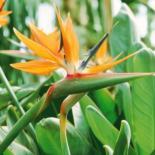1 buc, Strelitzia - Puieți: Mod de ambalare: 1 buc