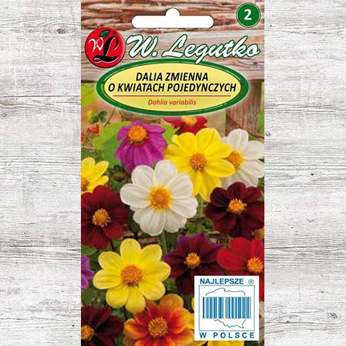 1 pac, Dalie Mignon, mix multicolor Legutko - Semințe: Mod de ambalare: 1 g