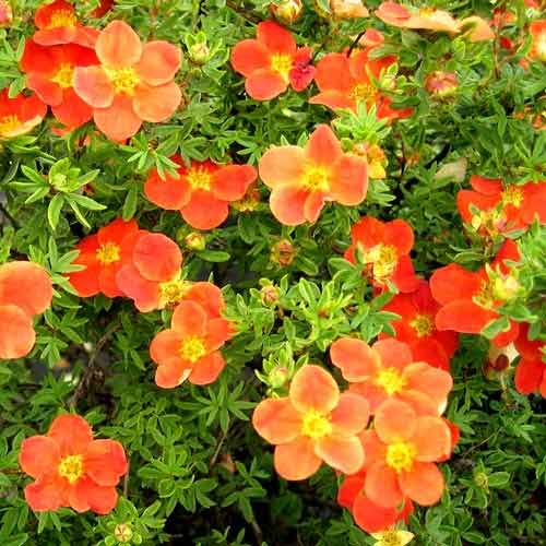 1 buc, Potentilla fruticosa Tangerine - Puieți: Mod de ambalare: 1 buc