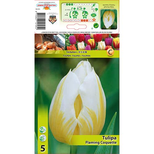 5 kus, Tulipán Flaming Coquette - : Monžstvo balíkov: 5 kus