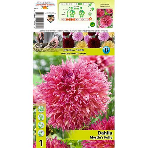 1 kus, Jiřina Myrtle’s Folly - : Monžstvo balíkov: 1 kus