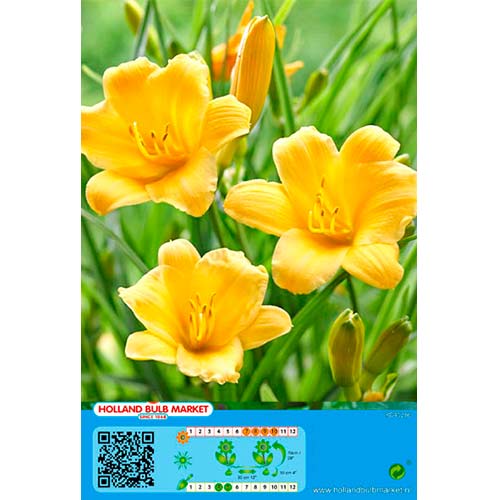 1 cib, Denivka (Hemerocallis) Yellow - : Monžstvo balíkov: 1 cib