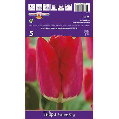 5 kus, Tulipán Fostery King - : Monžstvo balíkov: 5 kus