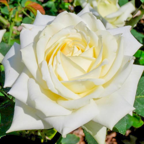 1 Pflanze(n), Großblütige Rose weiß - Setzlinge: Ilość w opakowaniu: 1 Pflanze(n)