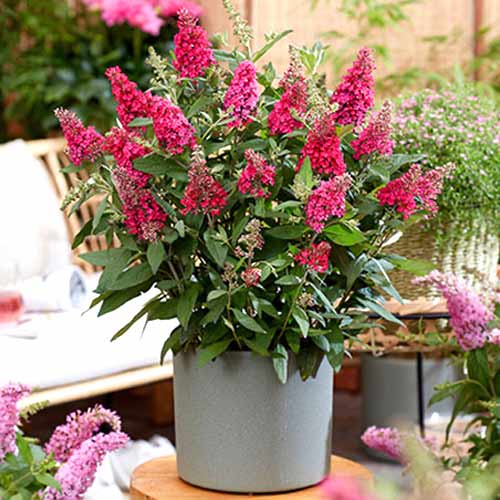 1 Stück, Sommerflieder (Buddleja davidii) Little Ruby - Stauden: Ilość w opakowaniu: 1 Stück