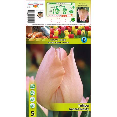 5 Stück, Tulpe Apricot Beauty - Blumenzwiebeln: Ilość w opakowaniu: 5 Stück