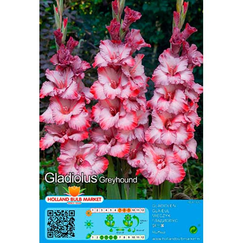 5 Stück, Großblumige Gladiole Greyhound - Zwiebeln: Ilość w opakowaniu: 5 Stück