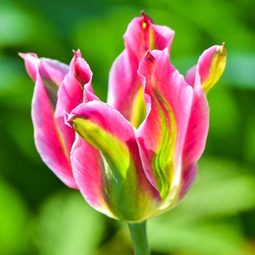 8 Stück, Tulpe Virichic - Blumenzwiebeln: Ilość w opakowaniu: 8 Stück
