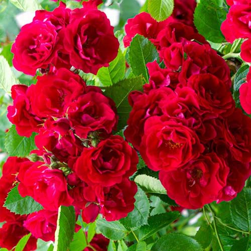 Rosa floribunda Red Fairy - Plântulas: Ilość w opakowaniu: 1 plant