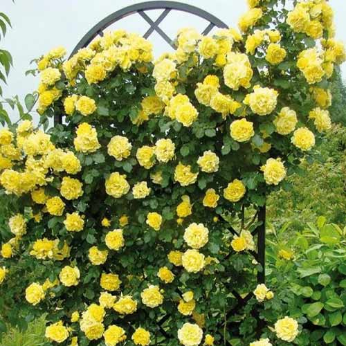 Rosa trepadeira Golden Showers - Plântulas: Ilość w opakowaniu: 1 plant