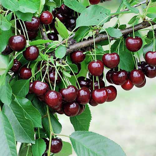Cereja Achat, С2 - Plântulas: Ilość w opakowaniu: 1 plant