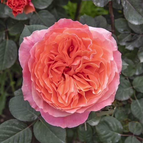 Rosa de flor grande Etrusca , C5 - Plântulas: Ilość w opakowaniu: 1 plant