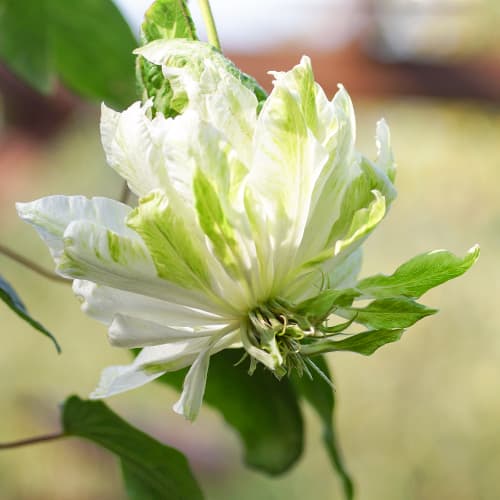 Clemátide (Clemátide) Sen-No-Kaze, P9 - Plántulas: Ilość w opakowaniu: 1 plant