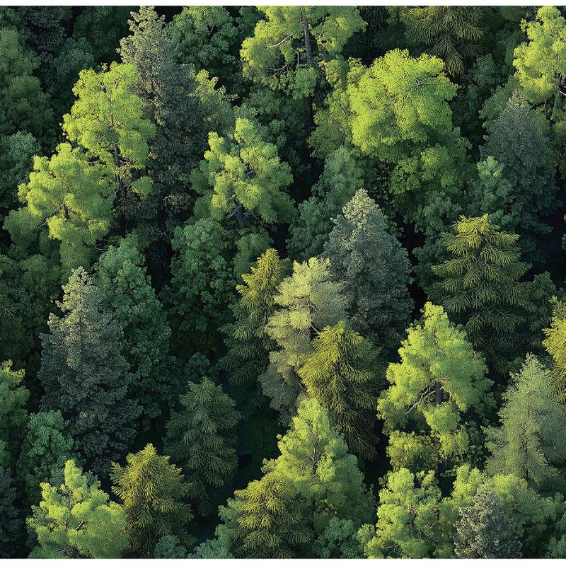 Fototapeta Drzewa Las Natura 250x175 cm Tapeta Do Sypialni Salonu Kuchni Na Flizelinie