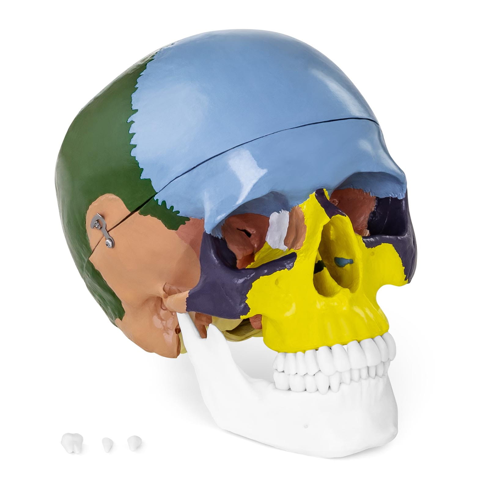 Model anatomiczny czaszka człowieka