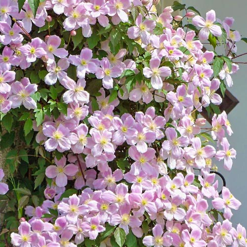 1 szt, Clematis (Powojnik górski) Elizabeth - Sadzonki: Ilość w opakowaniu: 1 sadz