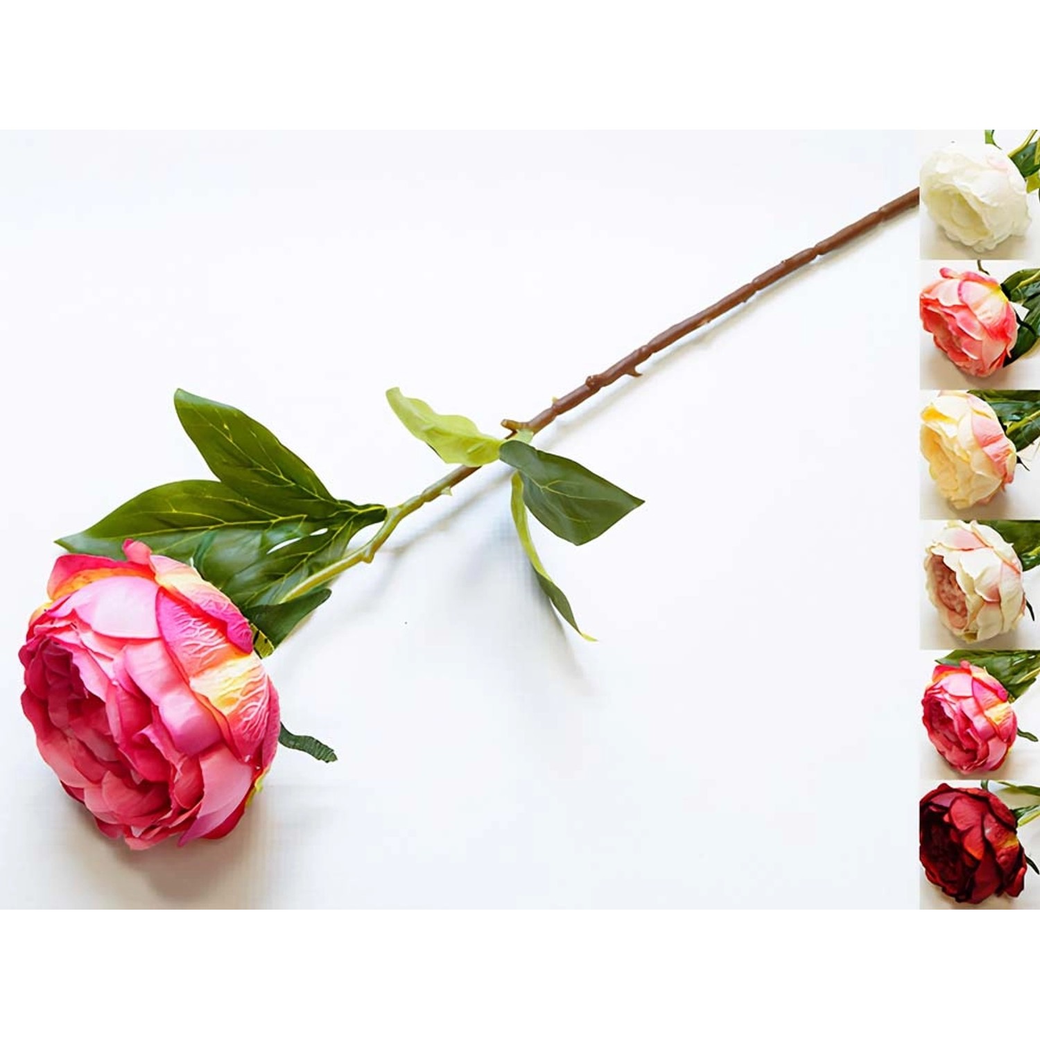 Peonia pojedyncza - 67 cm