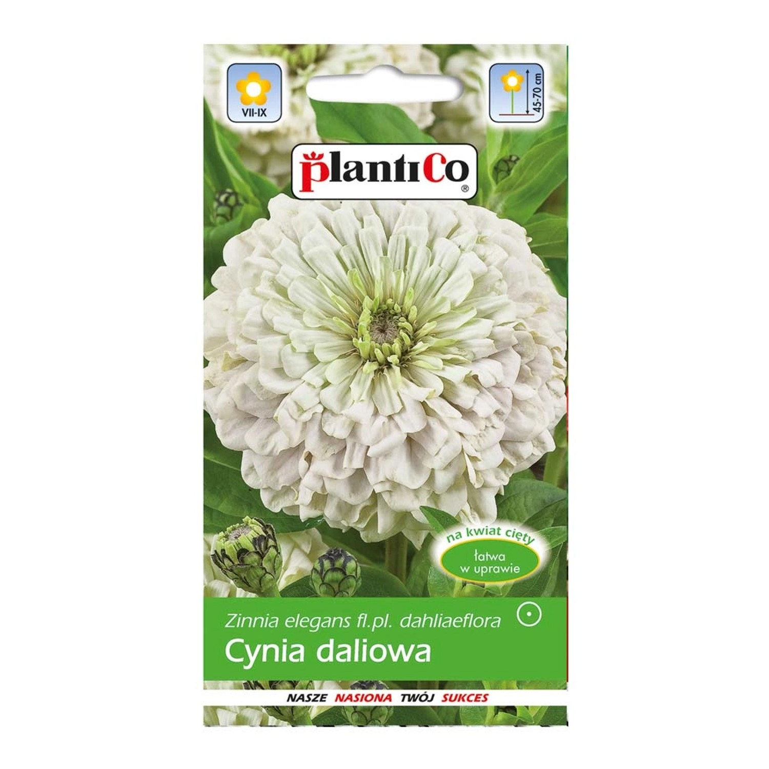 Cynia wytworna Daliowa biała