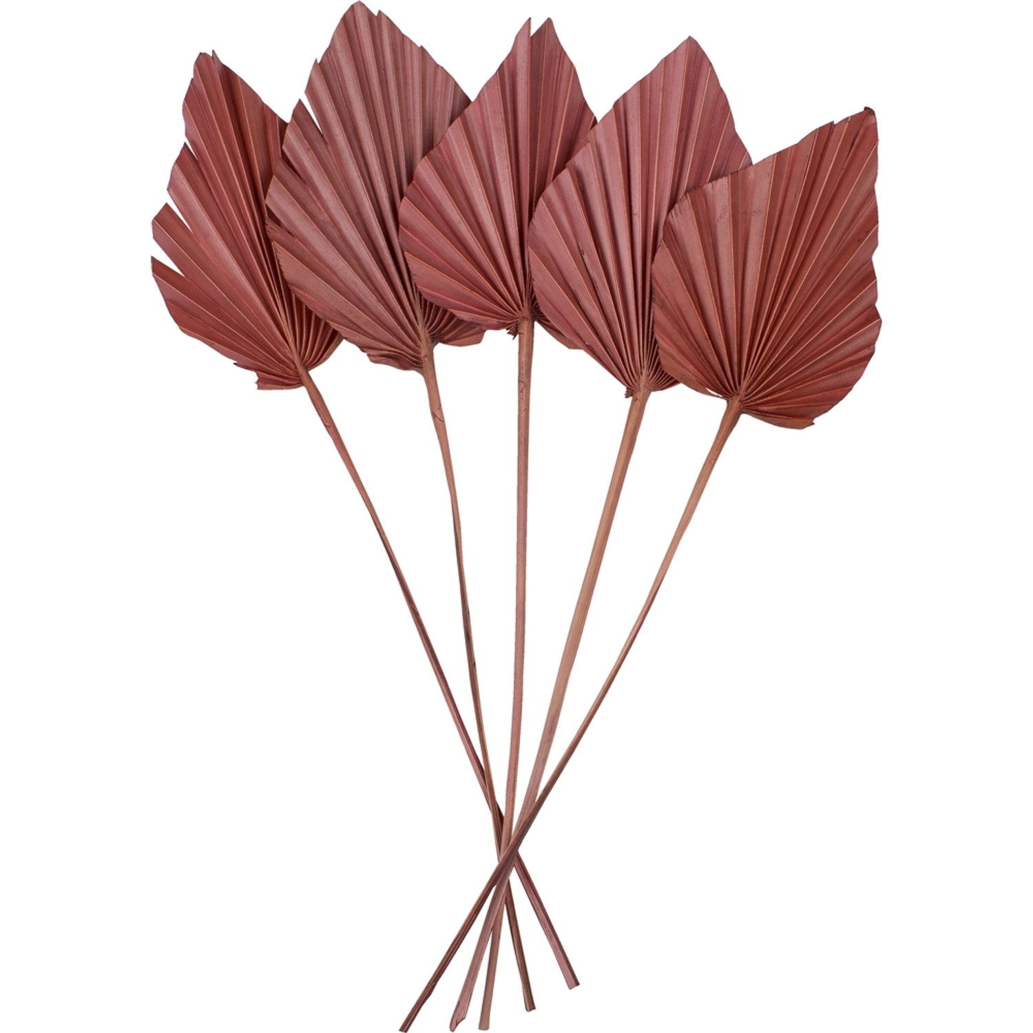 Liście Flower Palm Terracotta opakowanie 5szt. wys. 45 cm
