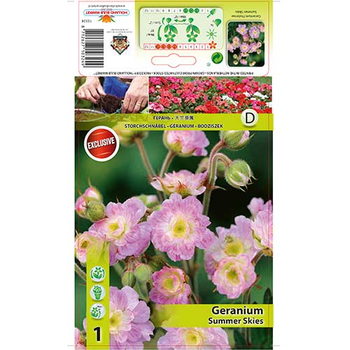 1 buc, Mușcată englezească (Geranium) Summer Skies - Bulbi: Mod de ambalare: 1 buc