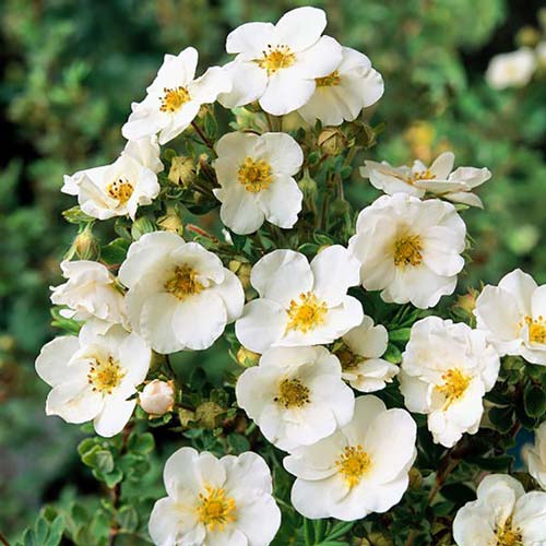 1 buc, Potentilla Alba Plena - Puieți: Mod de ambalare: 1 buc