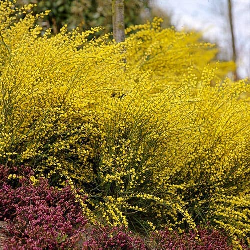1 buc, Cytisus Allgold - Răsaduri: Mod de ambalare: 1 buc