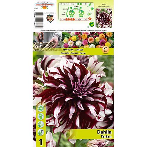 1 buc, Dalie Tartan - Bulbi: Mod de ambalare: 1 buc