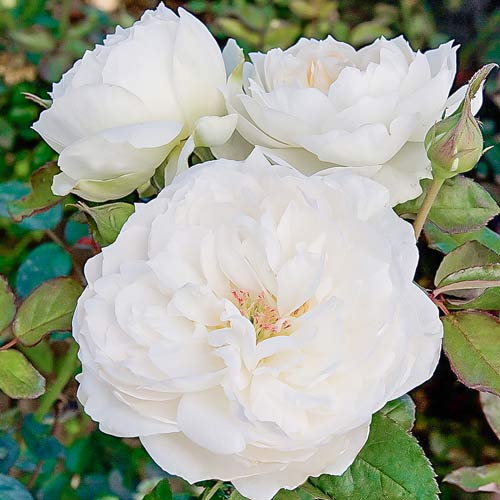 1 buc, Trandafir floribunda Bolero - Butași: Mod de ambalare: 1 buc