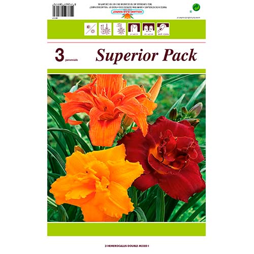 3 cib, Denivka (Hemerocallis) Double, mix kolorów - : Monžstvo balíkov: 3 cib