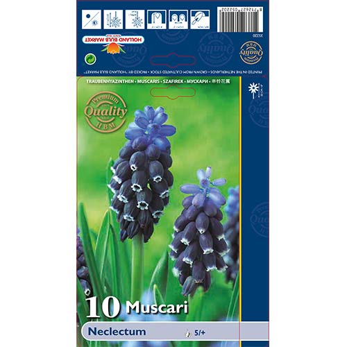 10 cib, Modřenec Neclectum - : Monžstvo balíkov: 10 cib