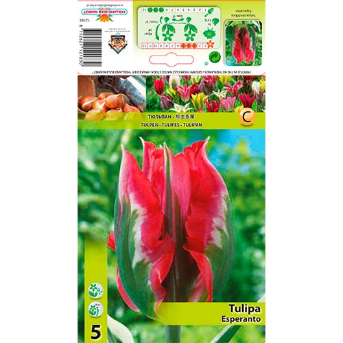 5 db, Tulipán Esperanto - Hagymák: Mod de ambalare: 5 db