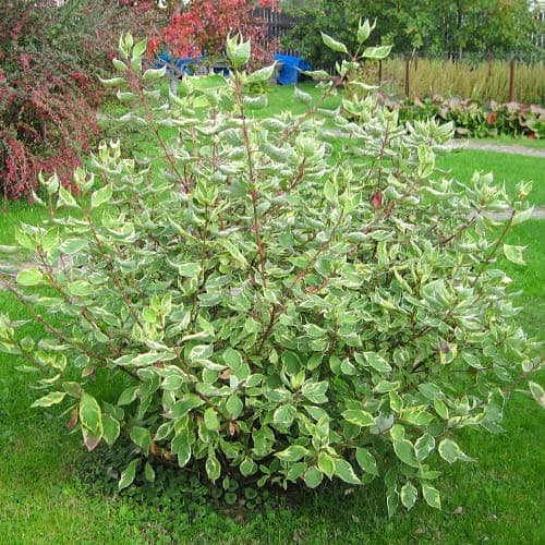1 db, Cornus alba Elegantissima - Palánták: Mod de ambalare: 1 db