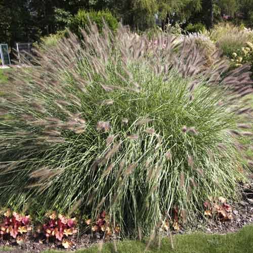 1 Pflanze(n), Lampenputzergras (Pennisetum) Hameln, C3 - Setzlinge: Ilość w opakowaniu: 1 Pflanze(n)