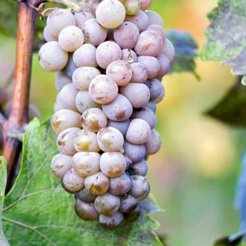 1 Pflanze(n), Weintraube Hibernal - Setzlinge: Ilość w opakowaniu: 1 Pflanze(n)
